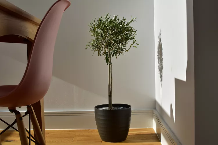 How to Grow Olive Trees Indoors 