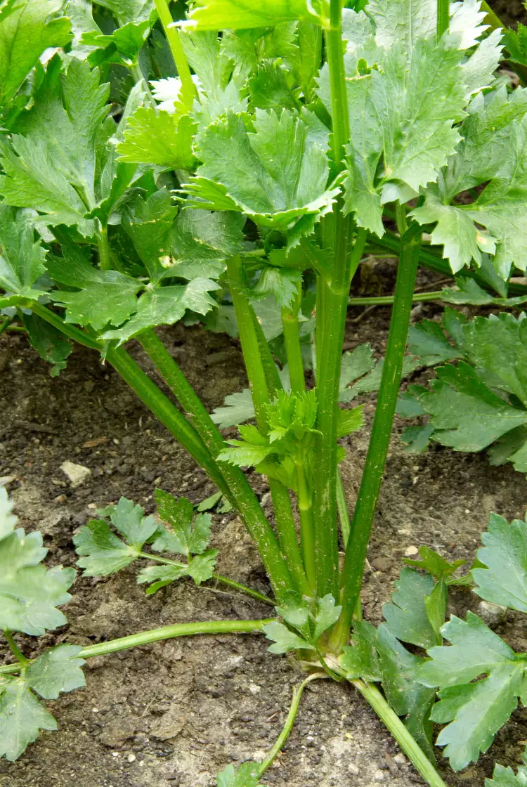 10 Best Celery Companion Plants to Grow Together