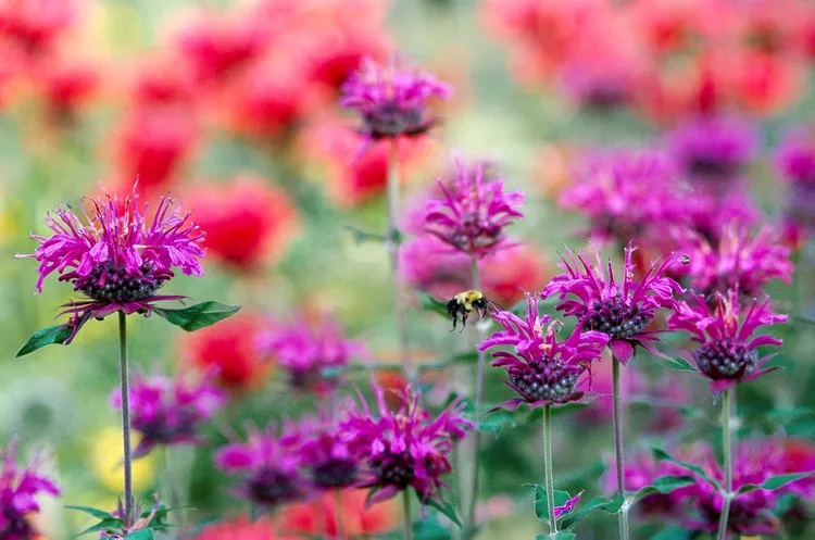 13 Colorful Nectar Plants for Pollinators