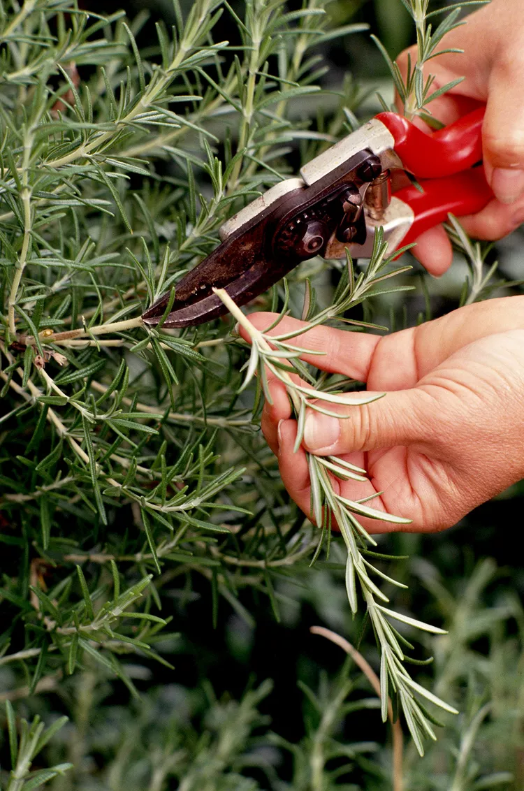 When and How to Prune Rosemary for Healthier Plants