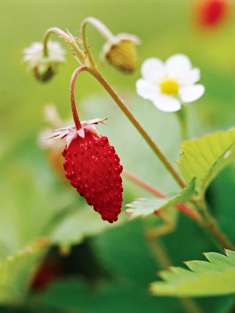 How to Plant and Grow Alpine Strawberries