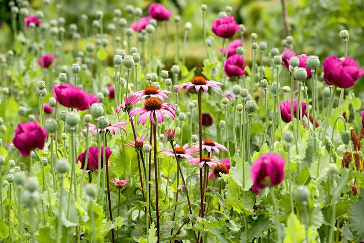 How and When to Plant Wildflower Seeds to Rewild Your Yard