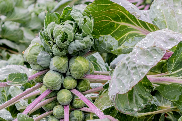 10 Best Brussels Sprouts Companion Plants for Natural Pest Control