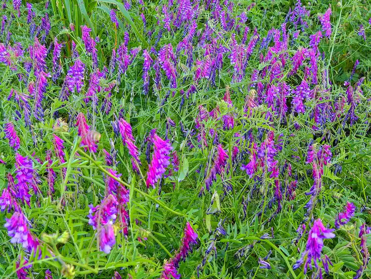 How to Plant and Grow Hairy Vetch