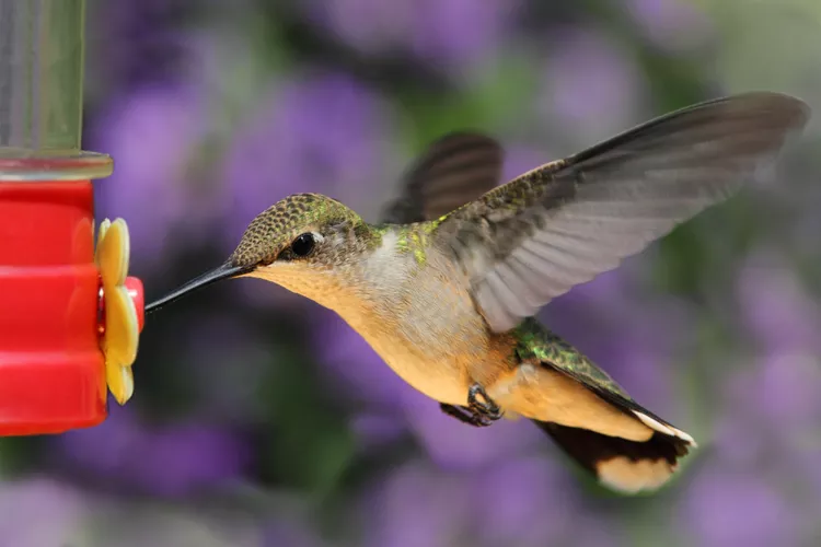 5 Expert Tips for Helping Hummingbirds During Heat Waves