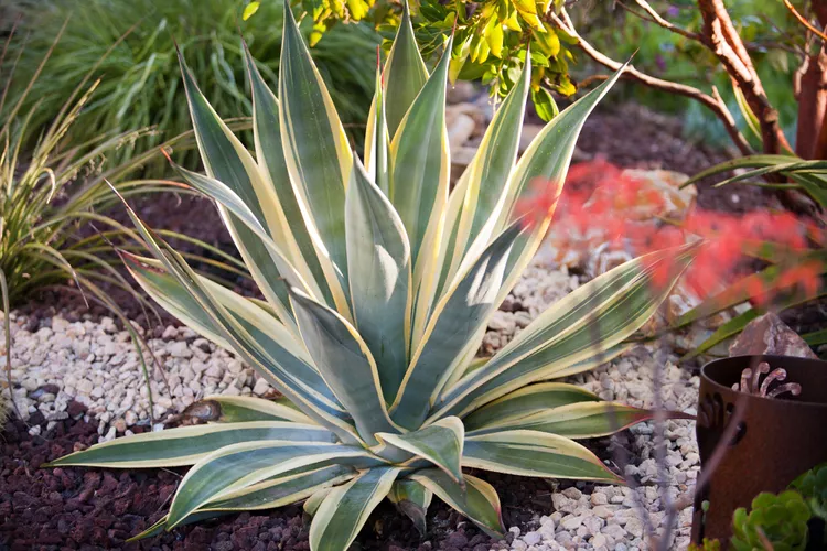 15 Hardy Types of Agave Plants That Can Handle the Cold