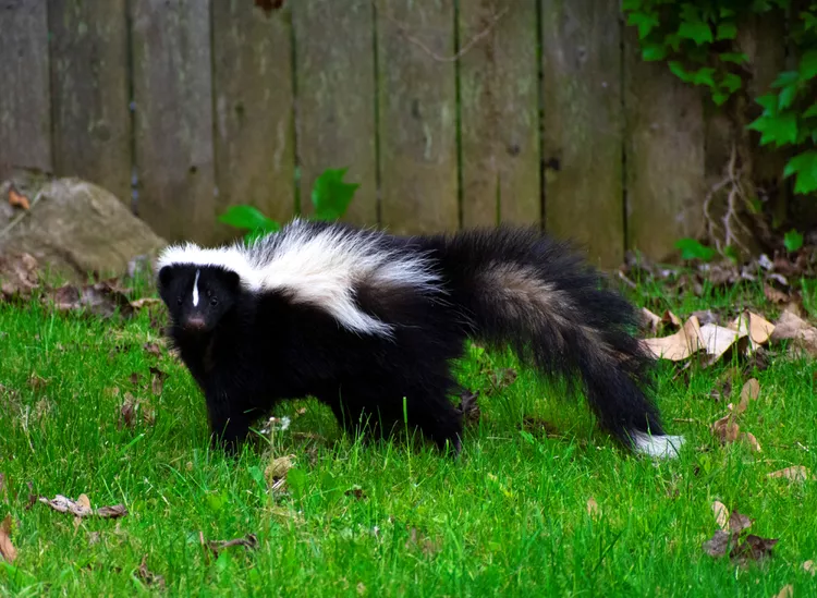 How to Get Rid of Skunks in Your Yard Without Getting Sprayed