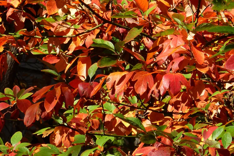 How to Plant and Grow a Sassafras Tree