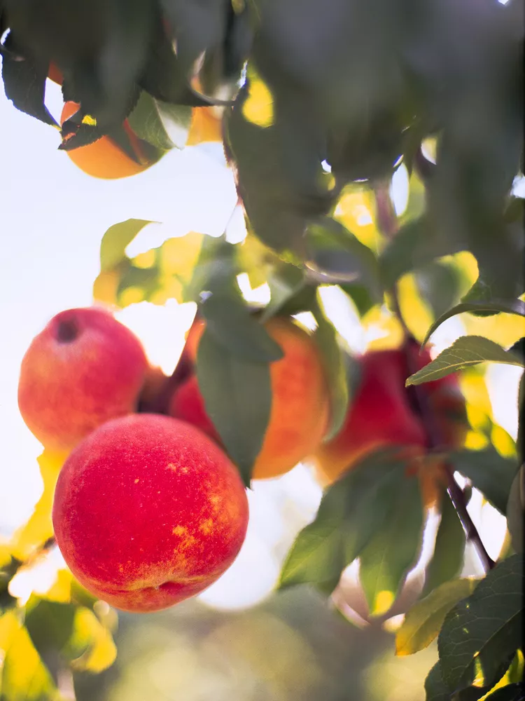 How to Grow a Peach Tree from Seed in 5 Simple Steps