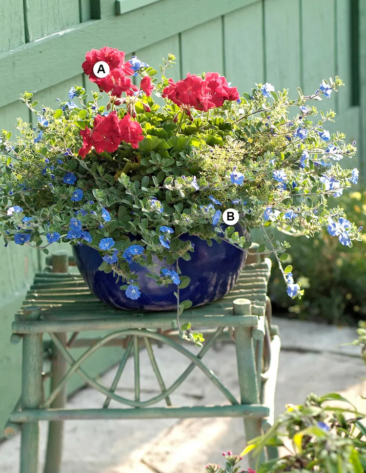 Here's What to Plant with Geraniums for Pretty Summer Containers