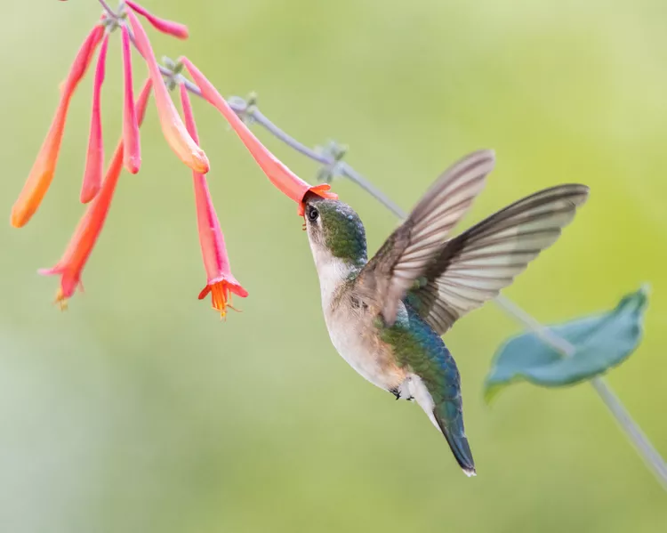 12 Best Vines for Hummingbirds That Are Easy to Grow