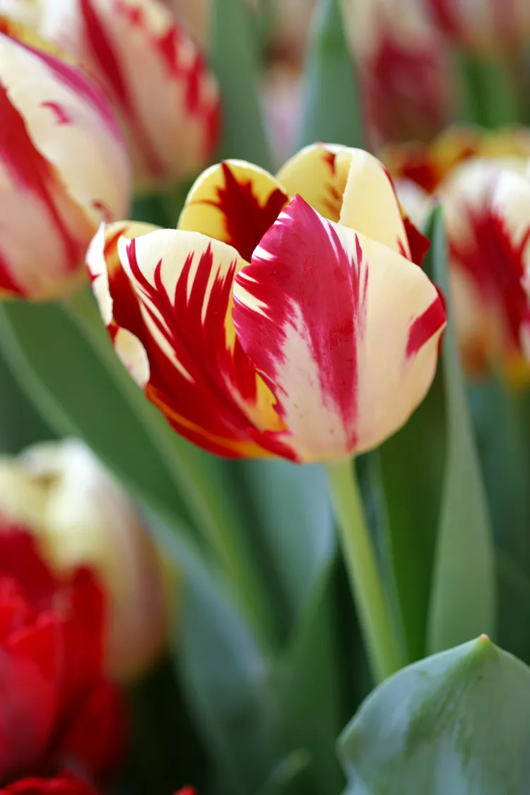 25 of the Best Tulip Bulbs to Plant in Fall for a Spring Garden 