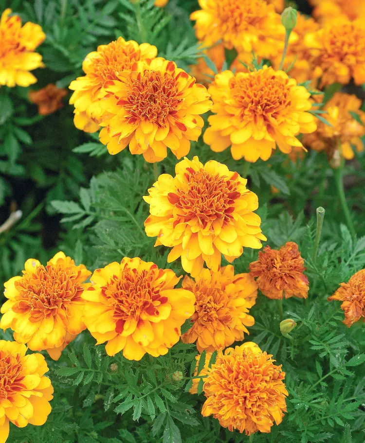 How to Plant and Grow French Marigold