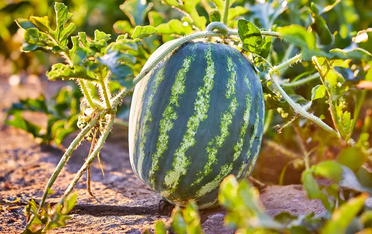 How Many Watermelons Per Plant Usually Grow? 8 Tips for Maximizing Your Harvest