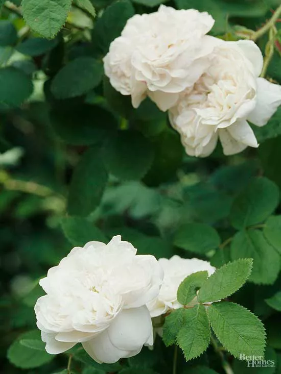 17 Roses for Your Garden, from White Climbing Roses to Miniatures