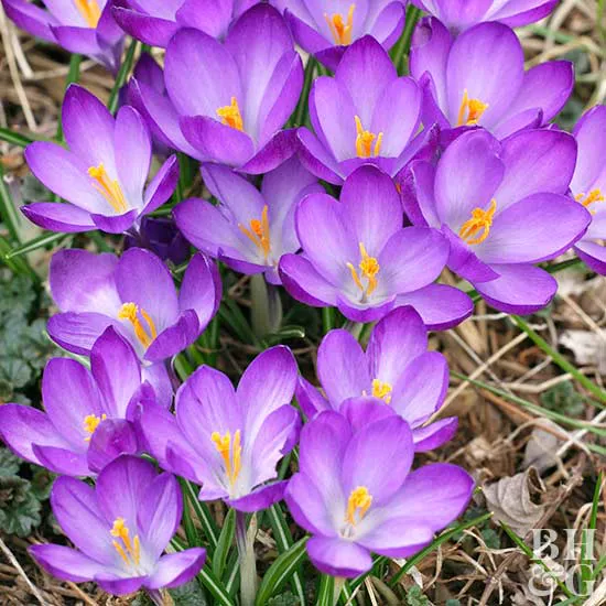 How to Plant and Grow Crocus