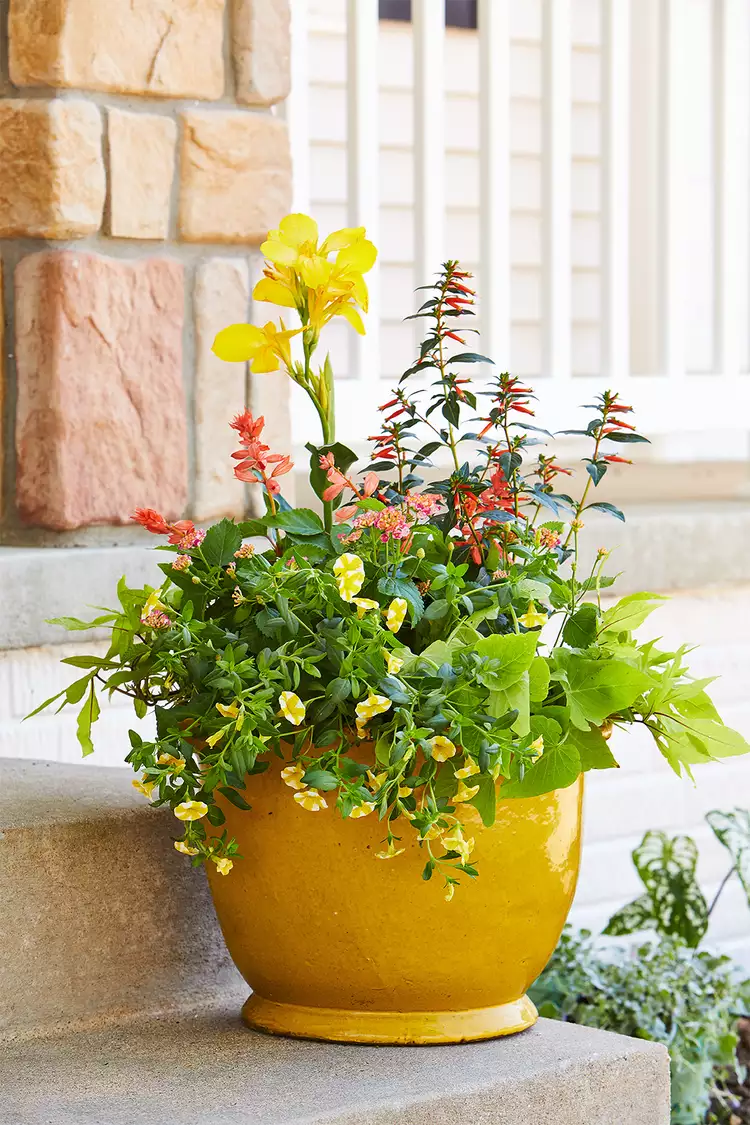 14 Best Low-Maintenance Outdoor Plants for Containers in Sun or Shade