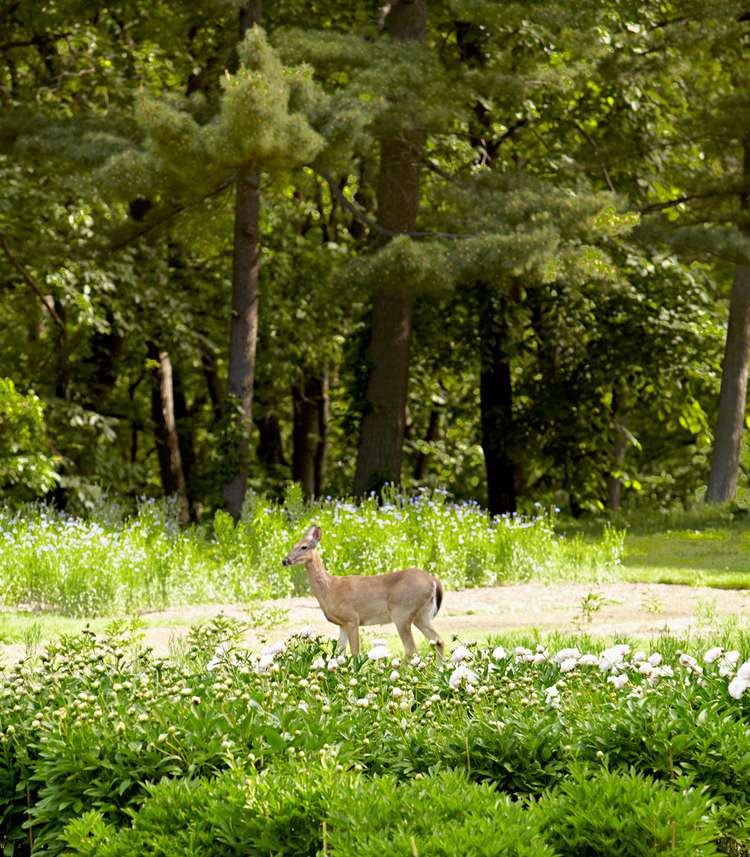 How to Keep Deer from Eating Plants and Out of Your Yard