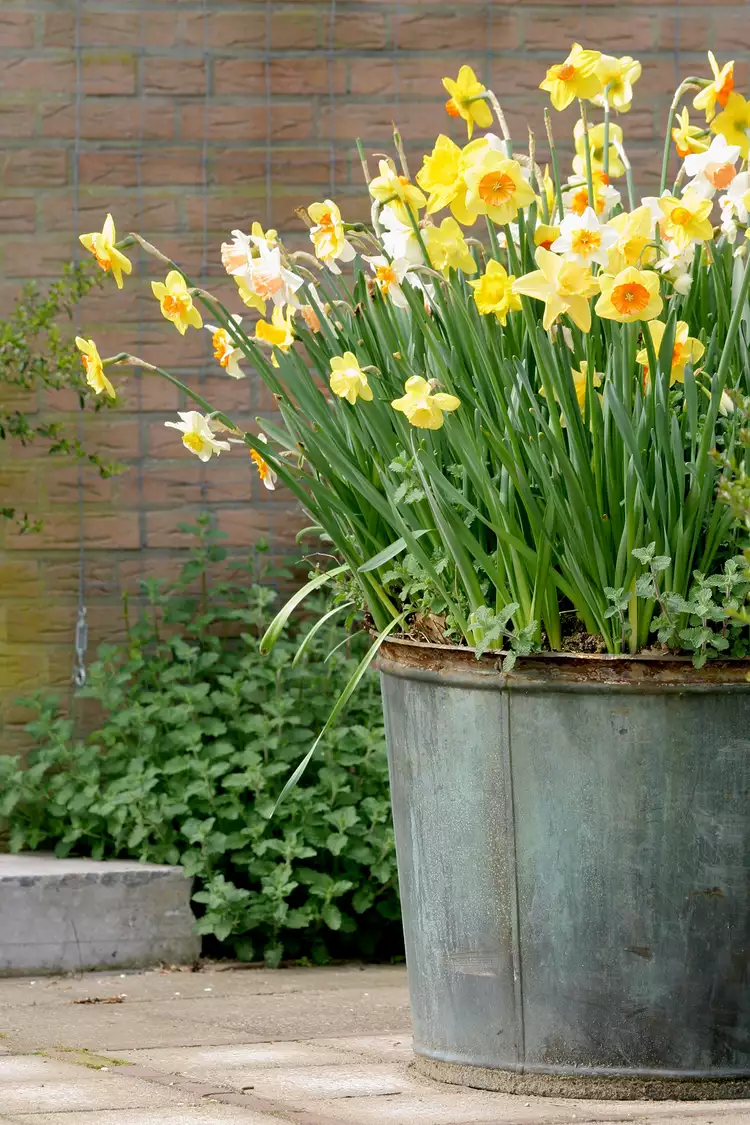 Gorgeous Spring Container Gardens