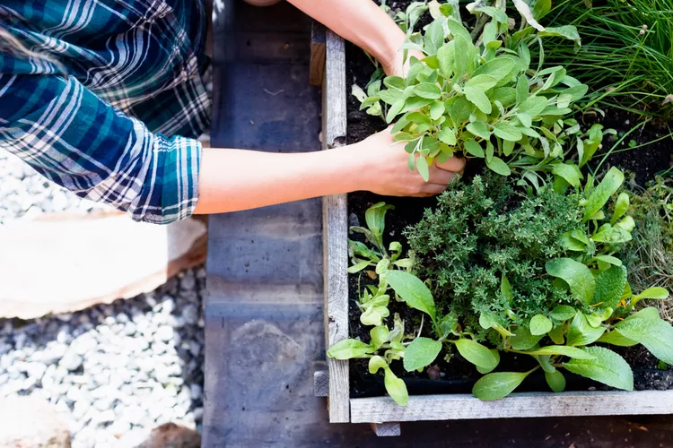 The Best Herbs to Grow Together for a Flavorful Container Garden 