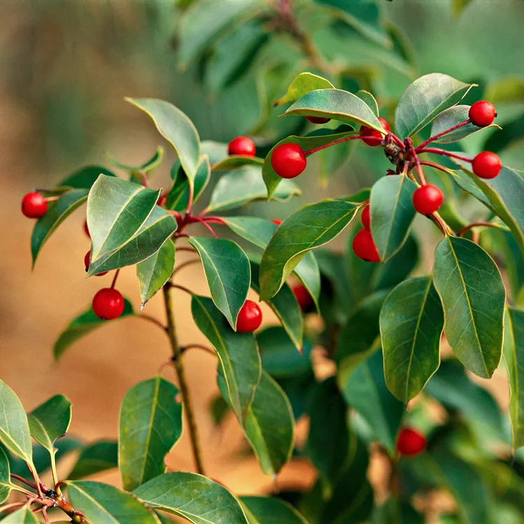 How to Plant and Grow Yaupon Holly