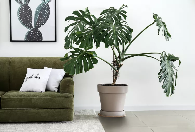 What’s the Difference Between Monstera and Split-Leaf Philodendron?