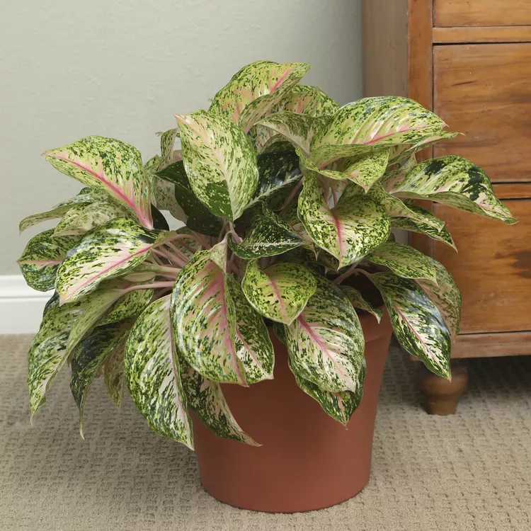 5 Houseplants with Colorful Leaves to Brighten Up Your Home