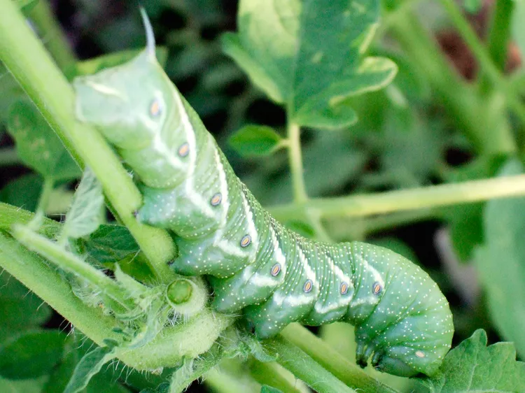 How to Identify and Get Rid of Tomato Hornworms