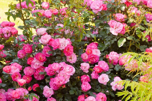 The 17 Easiest Roses to Grow to Add Tons of Colorful Blooms