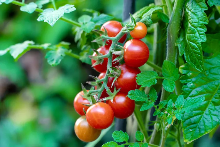 8 Tips for Growing Cherry Tomato Plants That Will Thrive All Season