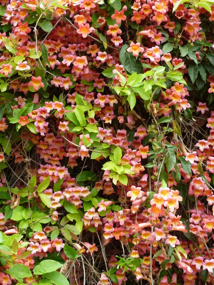 How to Plant and Grow Crossvine