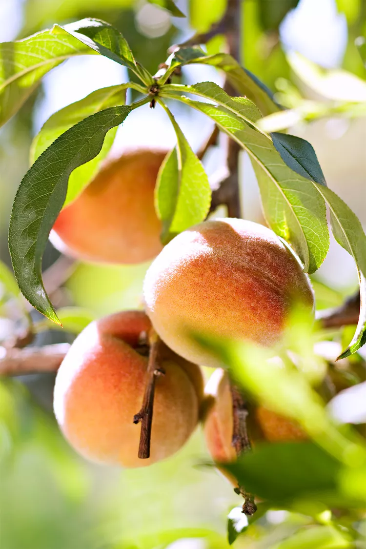 Take the Guesswork Out of Pruning Fruit Trees with These 9 Tips