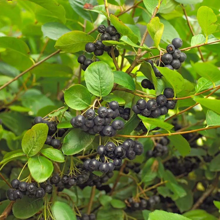 How to Plant and Grow Black Chokeberry