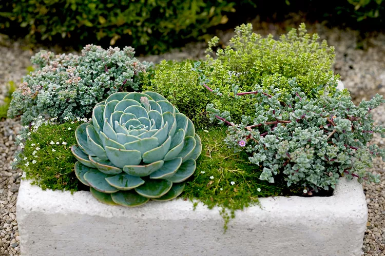 How to Make a Hypertufa Trough for a Faux Stone Container Garden