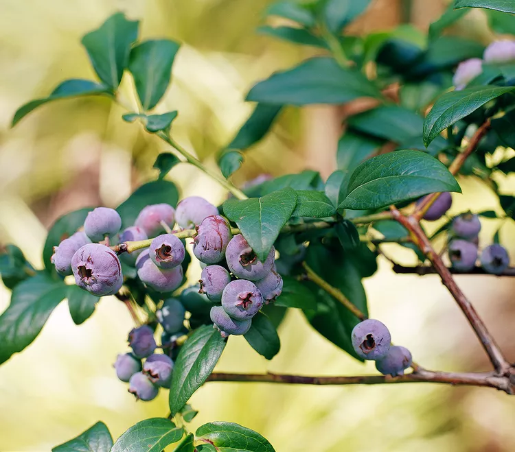 When and How to Prune Blueberries to Get the Most Fruit