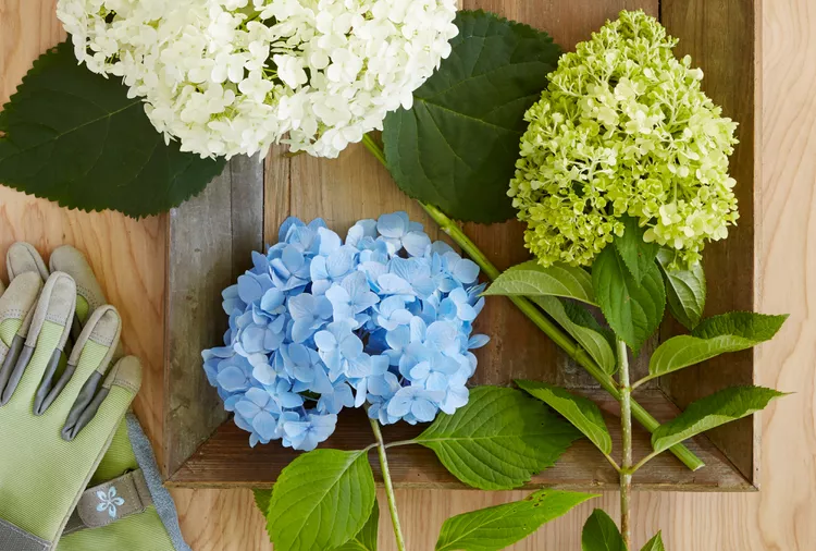 How to Propagate Hydrangeas with 3 Easy Techniques 