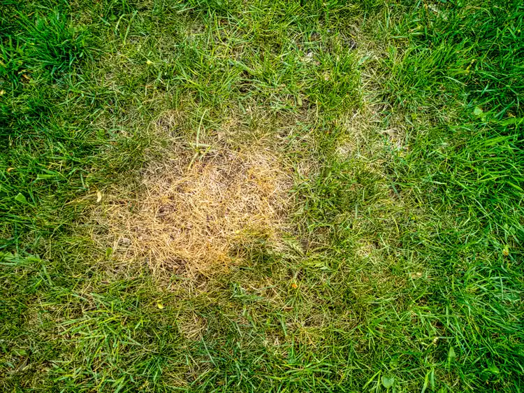 Brown Spots on Your Lawn? 7 Causes and How to Fix Them