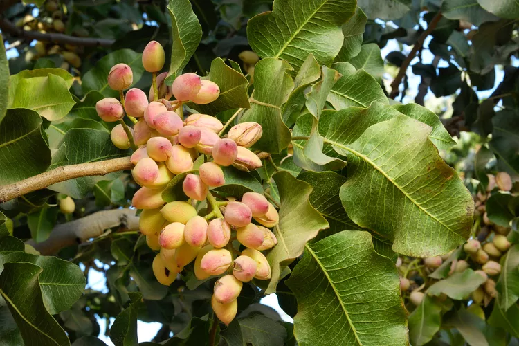 How To Plant and Grow Pistachio Trees