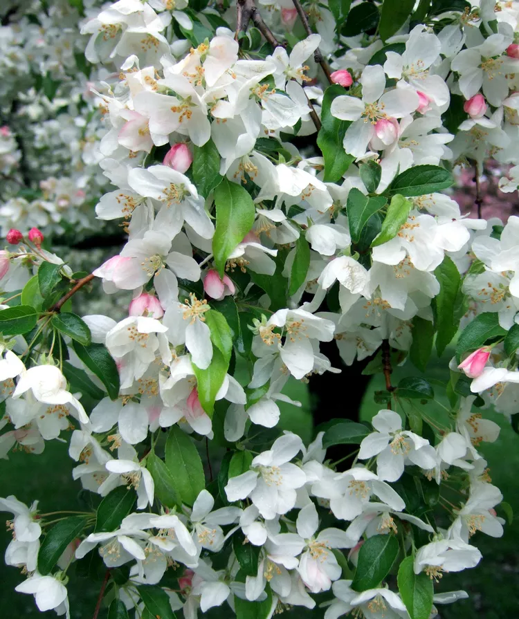 10 Flowering Trees and Shrubs for Spring Landscaping