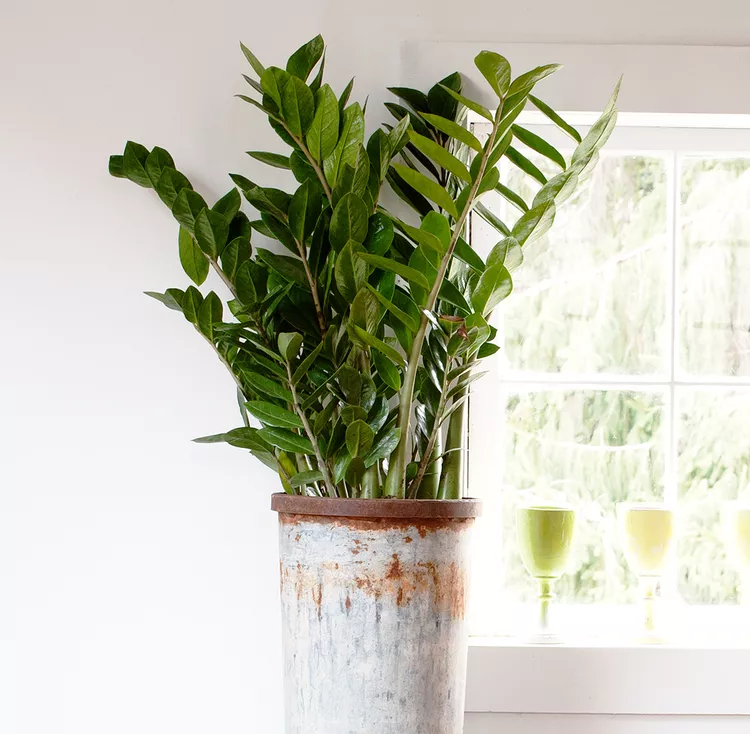 How to Propagate ZZ Plants to Grow Your Houseplant Collection