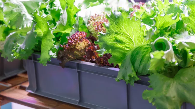 10 Steps for Growing Lettuce Indoors