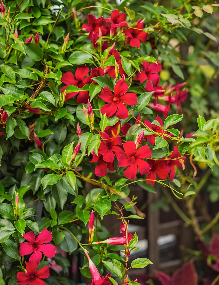 25 of the Best Flowering Vines for Fences, Arbors, and Trellises