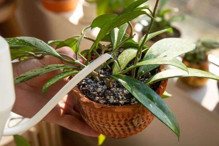 How to Fix Root Rot in Potted Plants (Plus 6 Prevention Tips)