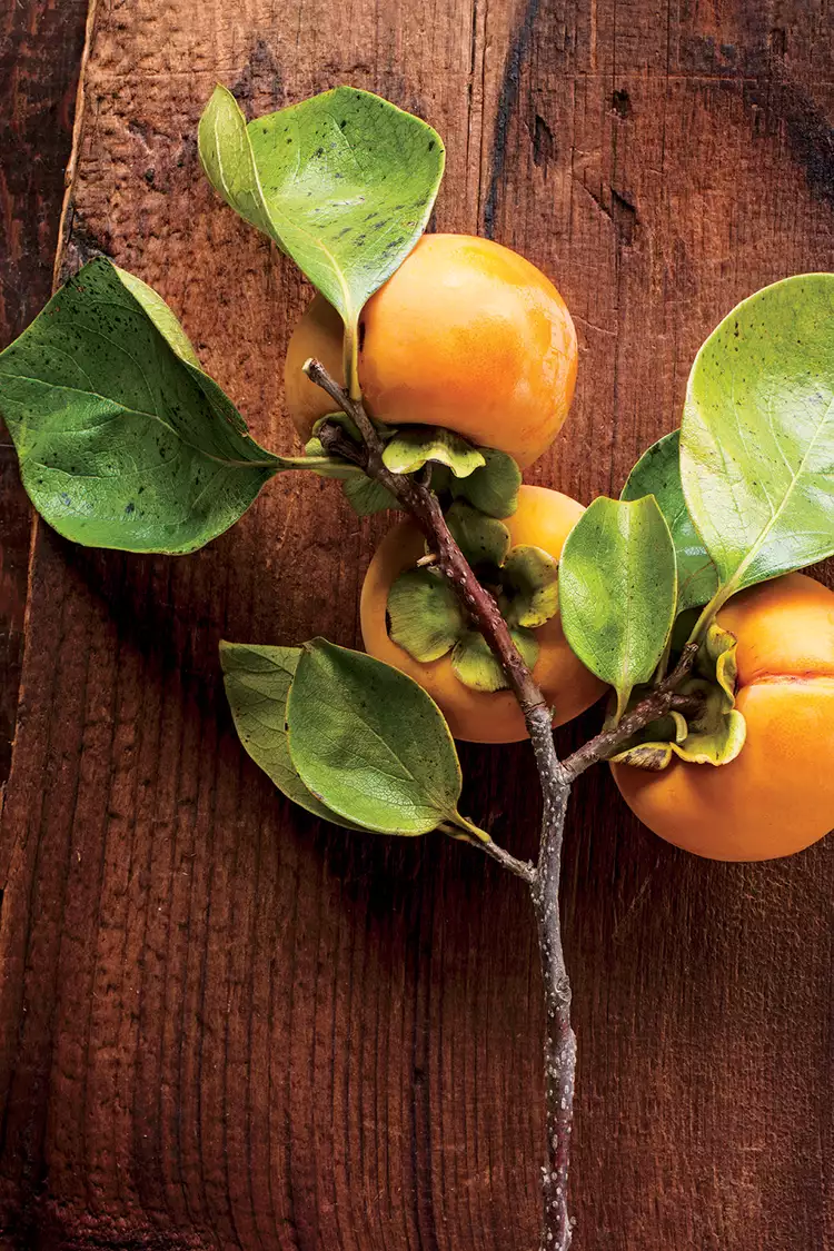 How to Grow Persimmon Trees from Seed