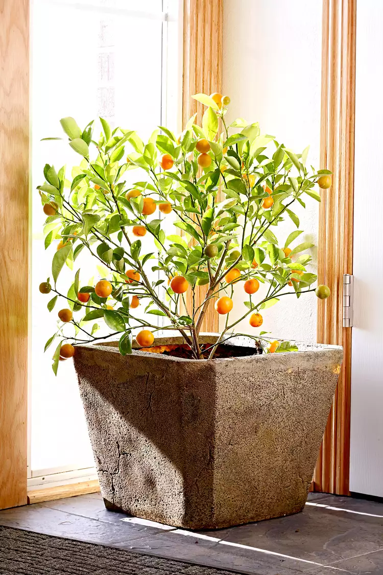 22 Indoor Flowering Plants That Will Make Your Home Feel Happier