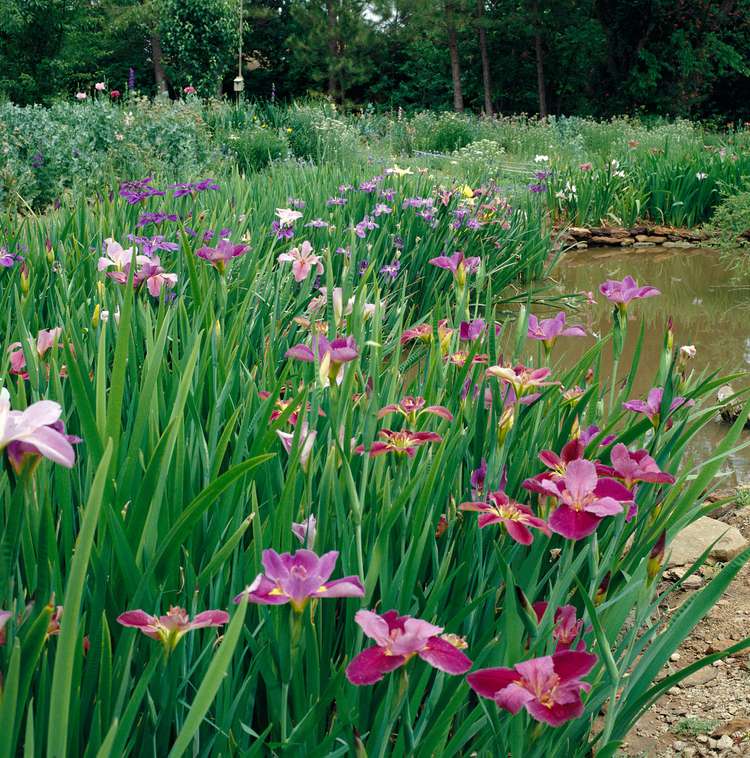 15 of the Best Water Garden Plants to Grow