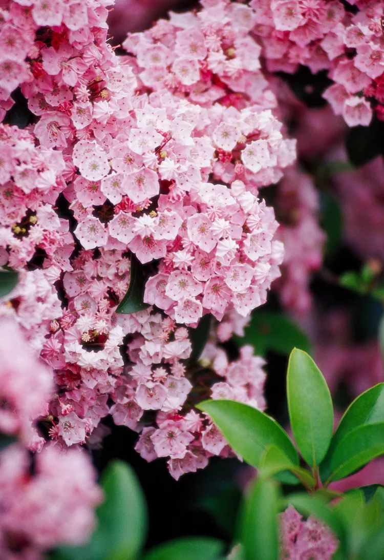 21 Best Shrubs for Shade That Thrive Without Much Sun