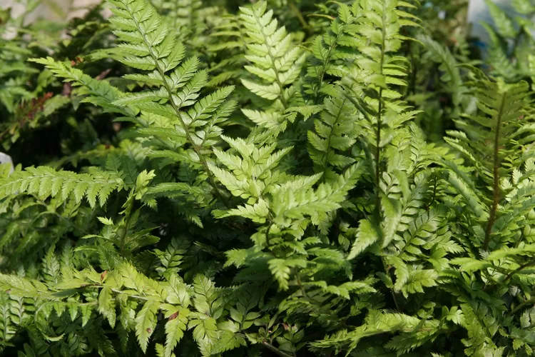 How to Plant, Grow, and Care for Korean Rock Ferns