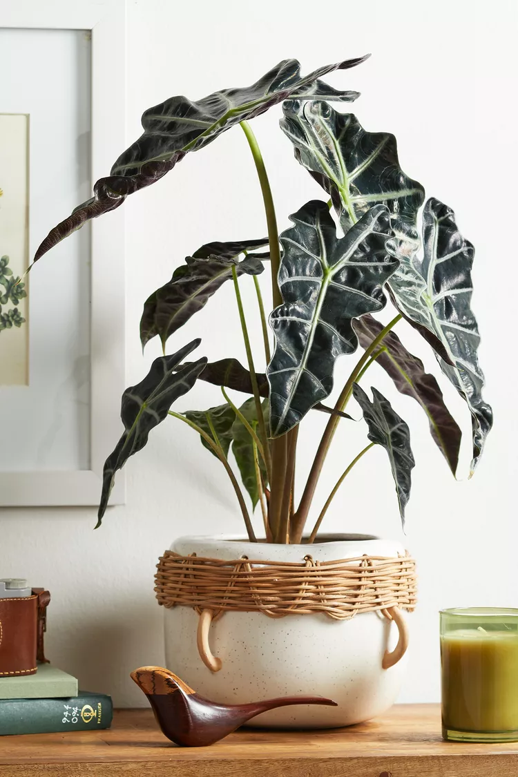 How to Grow an Elephant Ear Plant Indoors