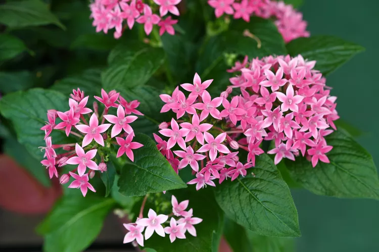 15 Container Garden Plants That Breeze Through Summer's Heat 